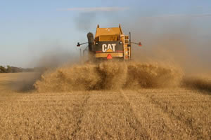 Caterpillar Lexion 480 equipped with a Redekop MAV straw chopper