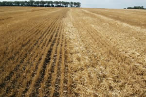 Poor wheat residue distribution