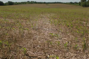 Poor soybean residue distribution
