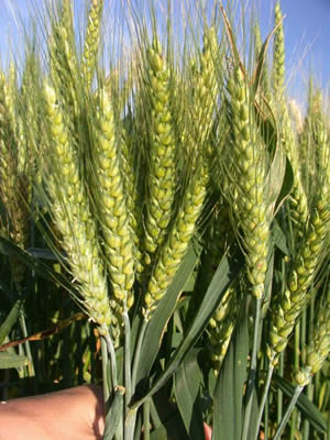 Nice Wheat Closeup